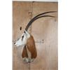 Image 1 : *TEXAS RESIDENTS ONLY* SCIMITAR HORNED ORYX Shoulder Mount *New*