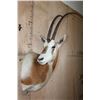Image 2 : *TEXAS RESIDENTS ONLY* SCIMITAR HORNED ORYX Shoulder Mount *New*