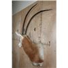 Image 3 : *TEXAS RESIDENTS ONLY* SCIMITAR HORNED ORYX Shoulder Mount *New*