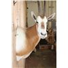 Image 4 : *TEXAS RESIDENTS ONLY* SCIMITAR HORNED ORYX Shoulder Mount *New*