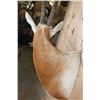Image 5 : *TEXAS RESIDENTS ONLY* SCIMITAR HORNED ORYX Shoulder Mount *New*