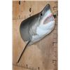 Image 2 : Half-body Reproduction GREAT WHITE SHARK
