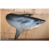Image 4 : Half-body Reproduction GREAT WHITE SHARK