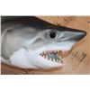 Image 7 : Half-body Reproduction GREAT WHITE SHARK