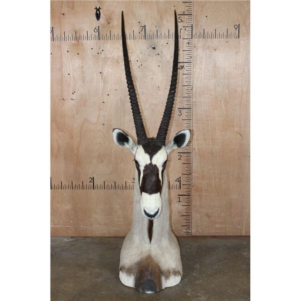 XXL *Trophy Size* GEMSBOK Table or Floor Pedestal Mount