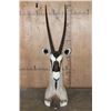 Image 1 : XXL *Trophy Size* GEMSBOK Table or Floor Pedestal Mount