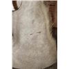 Image 4 : XXL *Trophy Size* GEMSBOK Table or Floor Pedestal Mount