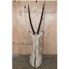 Image 5 : XXL *Trophy Size* GEMSBOK Table or Floor Pedestal Mount