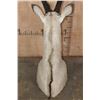 Image 6 : XXL *Trophy Size* GEMSBOK Table or Floor Pedestal Mount