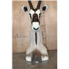 Image 7 : XXL *Trophy Size* GEMSBOK Table or Floor Pedestal Mount