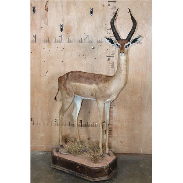 Big Life-sized GERENUK on a Decorative Base with Wheels