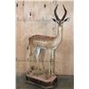 Image 1 : Big Life-sized GERENUK on a Decorative Base with Wheels