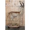 Image 2 : Big Life-sized GERENUK on a Decorative Base with Wheels