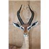 Image 4 : Big Life-sized GERENUK on a Decorative Base with Wheels