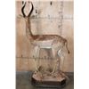 Image 7 : Big Life-sized GERENUK on a Decorative Base with Wheels