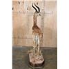 Image 9 : Big Life-sized GERENUK on a Decorative Base with Wheels