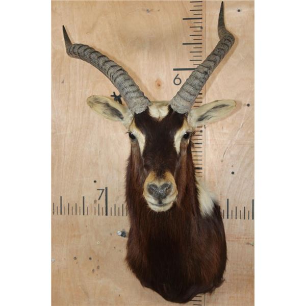 *TEXAS RESIDENTS ONLY* *Rarely Seen* NILE LECHWE Shoulder Mount