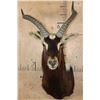 Image 1 : *TEXAS RESIDENTS ONLY* *Rarely Seen* NILE LECHWE Shoulder Mount