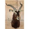 Image 2 : *TEXAS RESIDENTS ONLY* *Rarely Seen* NILE LECHWE Shoulder Mount