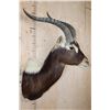 Image 3 : *TEXAS RESIDENTS ONLY* *Rarely Seen* NILE LECHWE Shoulder Mount