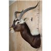 Image 4 : *TEXAS RESIDENTS ONLY* *Rarely Seen* NILE LECHWE Shoulder Mount