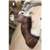 Image 5 : *TEXAS RESIDENTS ONLY* *Rarely Seen* NILE LECHWE Shoulder Mount