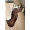 Image 6 : *TEXAS RESIDENTS ONLY* *Rarely Seen* NILE LECHWE Shoulder Mount