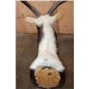 Image 8 : *TEXAS RESIDENTS ONLY* *Rarely Seen* NILE LECHWE Shoulder Mount