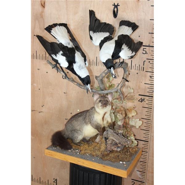 Life-sized BRUSHTAIL POSSUM with 2 AUSTRALIAN MAGPIE Birds on a Wood Table Base