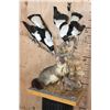 Image 1 : Life-sized BRUSHTAIL POSSUM with 2 AUSTRALIAN MAGPIE Birds on a Wood Table Base