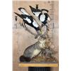 Image 2 : Life-sized BRUSHTAIL POSSUM with 2 AUSTRALIAN MAGPIE Birds on a Wood Table Base