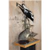 Image 3 : Life-sized BRUSHTAIL POSSUM with 2 AUSTRALIAN MAGPIE Birds on a Wood Table Base