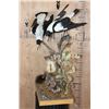Image 4 : Life-sized BRUSHTAIL POSSUM with 2 AUSTRALIAN MAGPIE Birds on a Wood Table Base