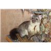Image 5 : Life-sized BRUSHTAIL POSSUM with 2 AUSTRALIAN MAGPIE Birds on a Wood Table Base
