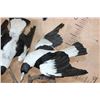 Image 6 : Life-sized BRUSHTAIL POSSUM with 2 AUSTRALIAN MAGPIE Birds on a Wood Table Base