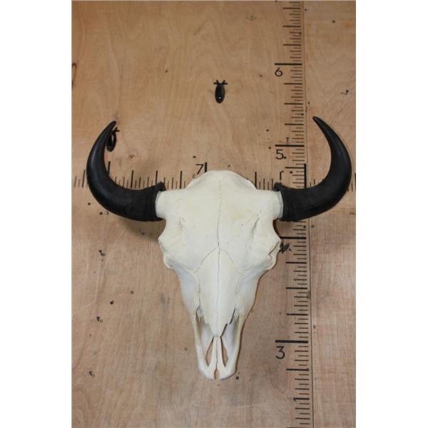 XL A-Grade BUFFALO or BISON Skull