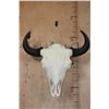 Image 1 : XL A-Grade BUFFALO or BISON Skull