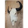 Image 2 : XL A-Grade BUFFALO or BISON Skull