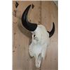 Image 3 : XL A-Grade BUFFALO or BISON Skull