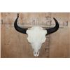 Image 4 : XL A-Grade BUFFALO or BISON Skull
