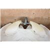 Image 5 : XL A-Grade BUFFALO or BISON Skull