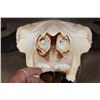 Image 6 : XL A-Grade BUFFALO or BISON Skull