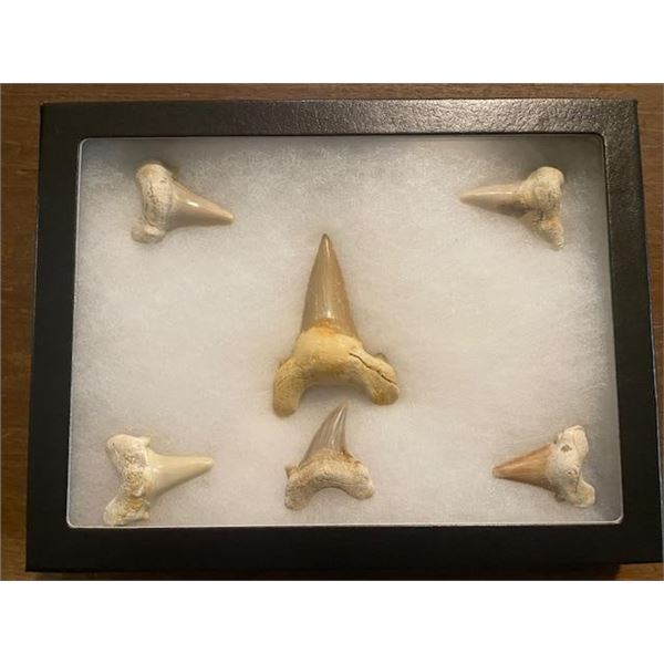 (6) *Rare* GIANT MACKEREL or OTODUS Shark Teeth Fossil Specimens in a Display Case