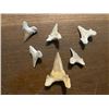 Image 2 : (6) *Rare* GIANT MACKEREL or OTODUS Shark Teeth Fossil Specimens in a Display Case