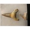 Image 5 : (6) *Rare* GIANT MACKEREL or OTODUS Shark Teeth Fossil Specimens in a Display Case