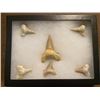 Image 6 : (6) *Rare* GIANT MACKEREL or OTODUS Shark Teeth Fossil Specimens in a Display Case