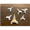 Image 8 : (6) *Rare* GIANT MACKEREL or OTODUS Shark Teeth Fossil Specimens in a Display Case