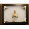Image 9 : (6) *Rare* GIANT MACKEREL or OTODUS Shark Teeth Fossil Specimens in a Display Case