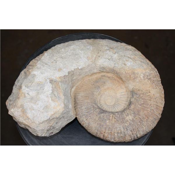 Big AMMONITE Fossil Specimen