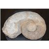 Image 1 : Big AMMONITE Fossil Specimen